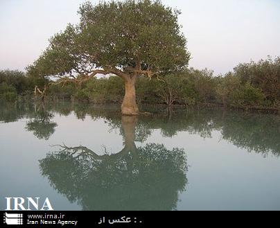 630 هكتار به پوشش جنگلي سواحل هرمزگان افزوده شد