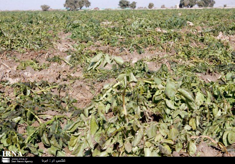 خسارت سرما زدگي در جنوب كرمان 605 ميليارد ريال اعلام شد