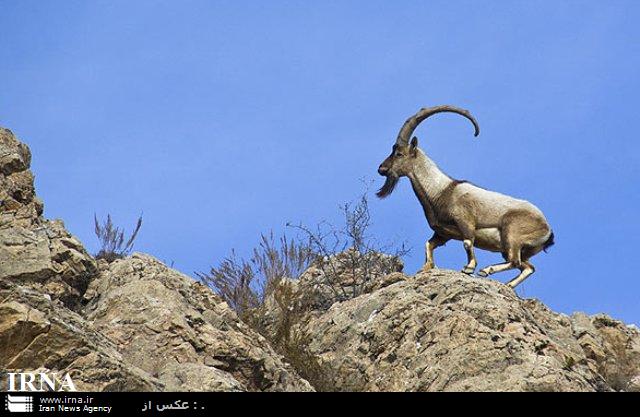 حدود 80 راس از گونه هاي حيات وحش در پارك پرديسان بجنورد نگهداري مي شود