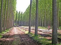 زراعت چوب راهكاري پايدار براي حفظ جنگل ها و ايجاد شغل