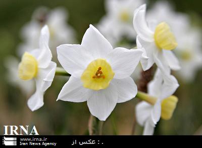 برداشت گل نرگس از نرگس زارهاي بهبهان به پايان رسيد