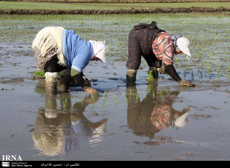 نشاي برنج در شاليزارهاي آستارا آغاز شد