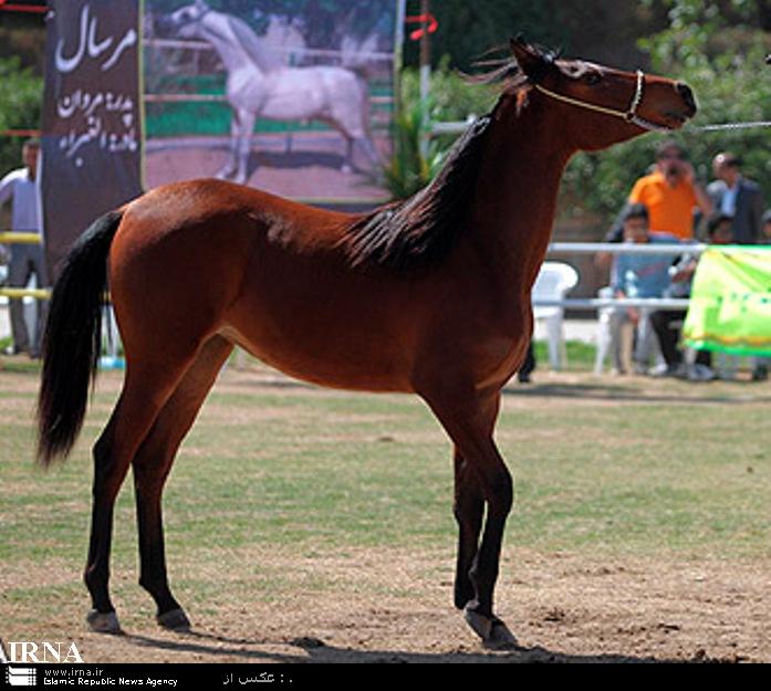 جشنواره بين المللي ايكائو به ميزباني يزد برگزار مي شود