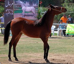 جشنواره بين المللي ايكائو به ميزباني يزد برگزار مي شود