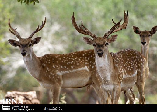 نخستين زايش گوزن زرد ايراني در سال جاري در استان فارس