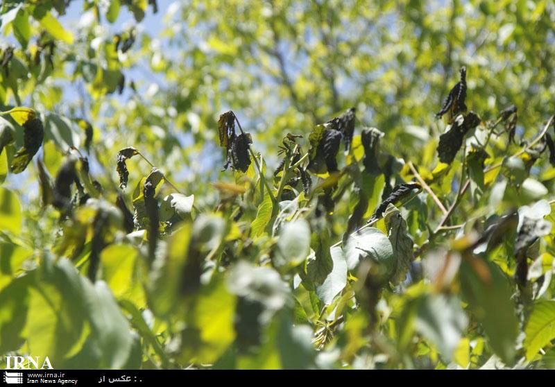 سرما بيش از چهارهزار ميليارد ريال به محصولات باغي و زراعي زنجان خسارت زد