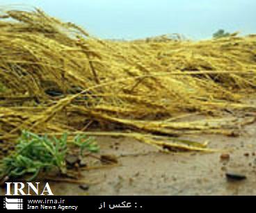 جبران خسارت 12هزارميلياردريالي به مزارع گندم خوزستان حمايت دولت رامي طلبد