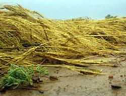 جبران خسارت 12هزارميلياردريالي به مزارع گندم خوزستان حمايت دولت رامي طلبد