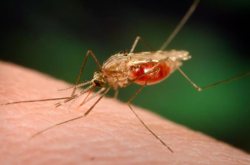 ابتلا به مالاريا در نيكشهر 64 درصد كاهش يافت