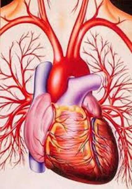 عوامل بيماري هاي قلبي ـ عروقي در خراسان شمالي بالاتر از كشور است