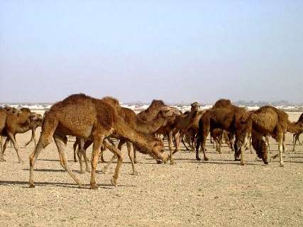 ظرفيت بالاي مراتع كويري بافق در پرورش شتر