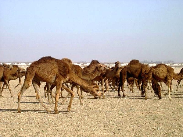 ظرفيت بالاي مراتع كويري بافق در پرورش شتر