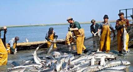 مقام روس: صيد ماهي خاويار در درياي خزر ممنوع مي شود