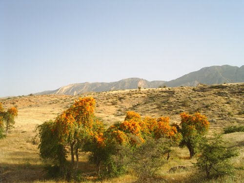 يك گونه گياهي نادر در سيستان و بلوچستان در معرض نابودي است