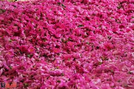 فارس رتبه اول توليد گل محمدي در كشور را دارد