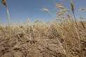 خشكسالي يك هزار ميليارد ريال به مزارع گندم همدان خسارت زد