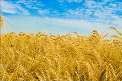 80 درصد گندم كاشته شده در آذربايجان غربي برداشت شده است