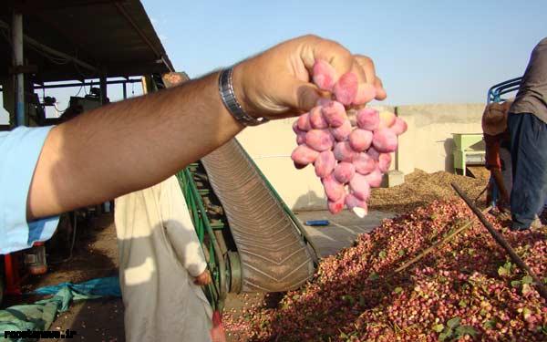 برداشت پسته از باغات مهريز آغاز شد