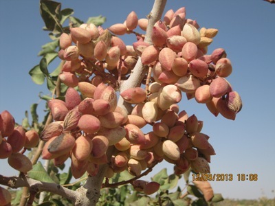 برداشت پسته از باغات گناباد آغاز شد