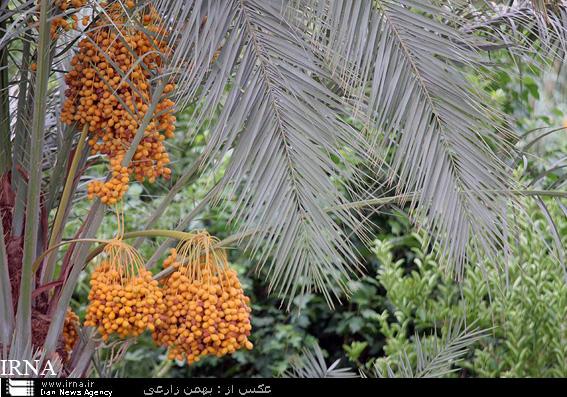 خرمای قصرشیرین چشم به راه صنایع تبدیلی و بسته بندی مناسب