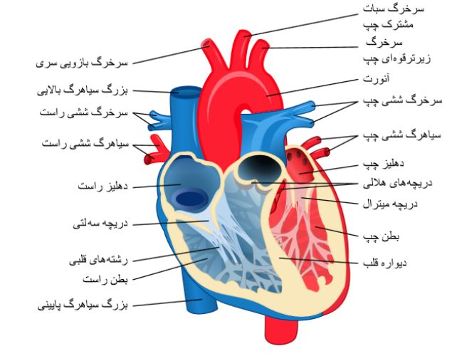 يك كارشناس امور بهداشتي: كاركنان مراقب قلب خود باشند
