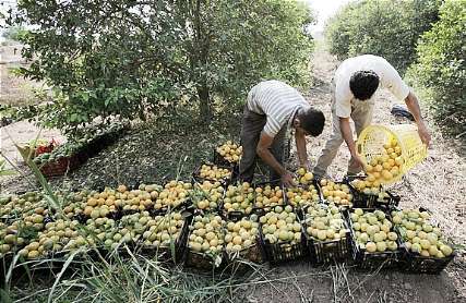 برداشت ليمو شيرين از باغات مركبات دزفول آغاز شد