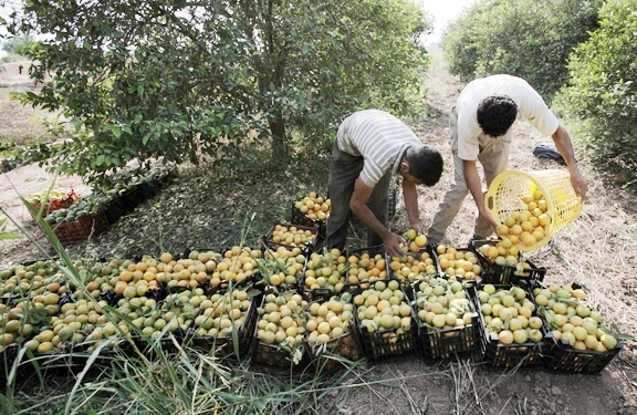 برداشت ليمو شيرين از باغات مركبات دزفول آغاز شد