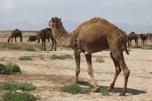 پرورش دهندگان شتر در شوش نياز به حمايت دارند