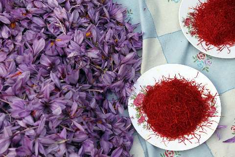 زعفران؛ اکسیر طلایی که حالتان را خوب می‌کند