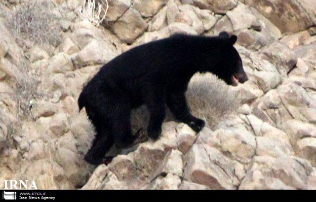 خرس سیاه آسیایی در قلعه گنج كرمان مشاهد شد