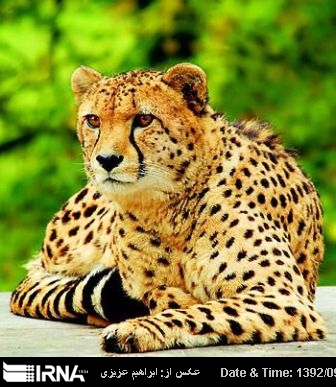 Asian Cheetah potrayed emblem of Iran’s National Football team for world cup 2014 Asian Cheetah potrayed emblem of Iran’s National Football team for world cup 2014