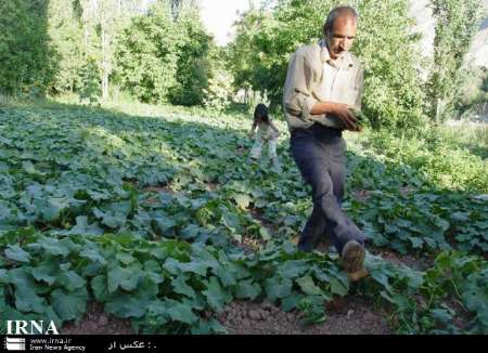 150هزار تن محصول سبزي و صيفي درهرمزگان برداشت شد