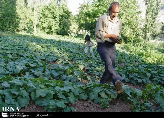 150هزار تن محصول سبزي و صيفي درهرمزگان برداشت شد