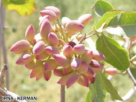 گوموز بيماري خطرناك باغات پسته