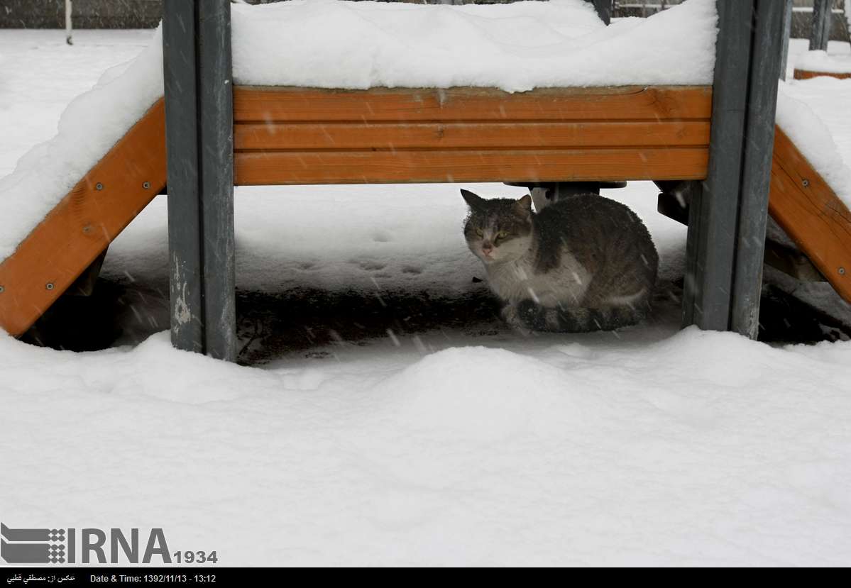 بارش برف مدارس مناطقی از تهران و چند استان دیگر را تعطیل كرد