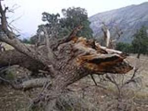 آفتی بر جان درختان بلوط منطقه زاگرس