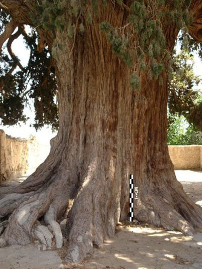 درخت سرو زربین سنگان خاش 3206 ساله شد