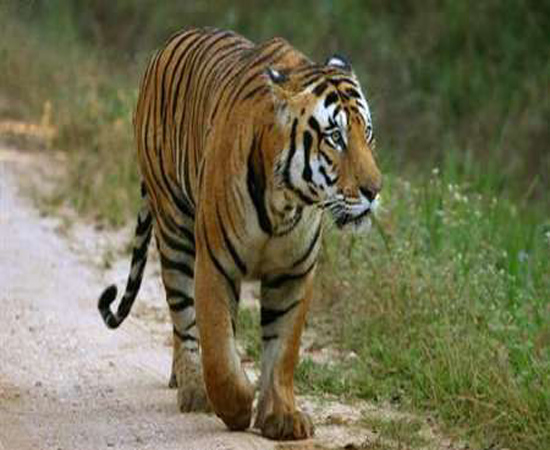Study: India's wild animals have been around for 200,000 years Study: India's wild animals have been around for 200,000 years