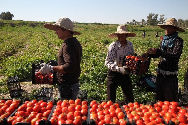 گوجه فرنگي كاران دير بوشهر: مشتري نداريم