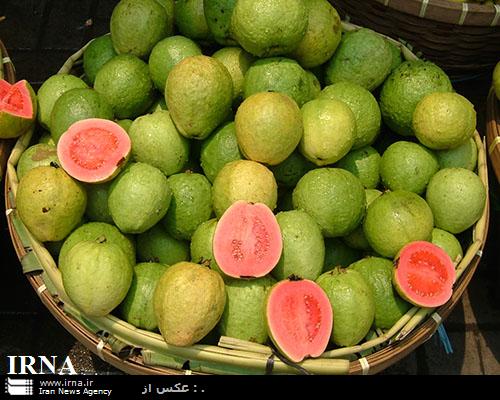 گواوا ميوه منحصر به مناطق گرمسيري/ خوشمزه، درمانگر و ارز آور - ایرنا