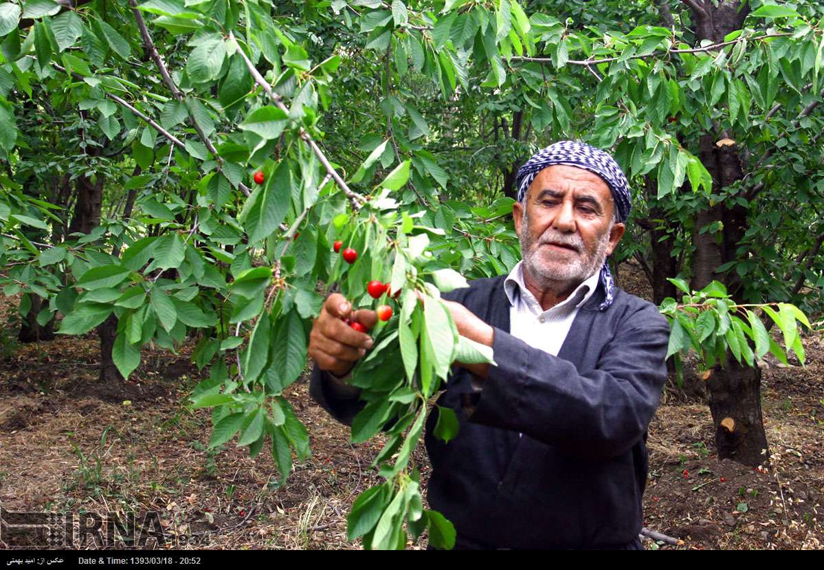 تولید محصولات باغی، مزیت نسبی کشاورزی در کردستان