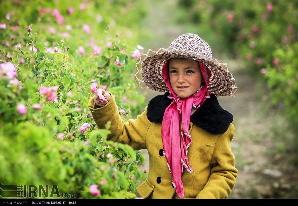 شميم عطر گل محمدي اين بار نه از قمصر كاشان كه از ديار طلاي سرخ