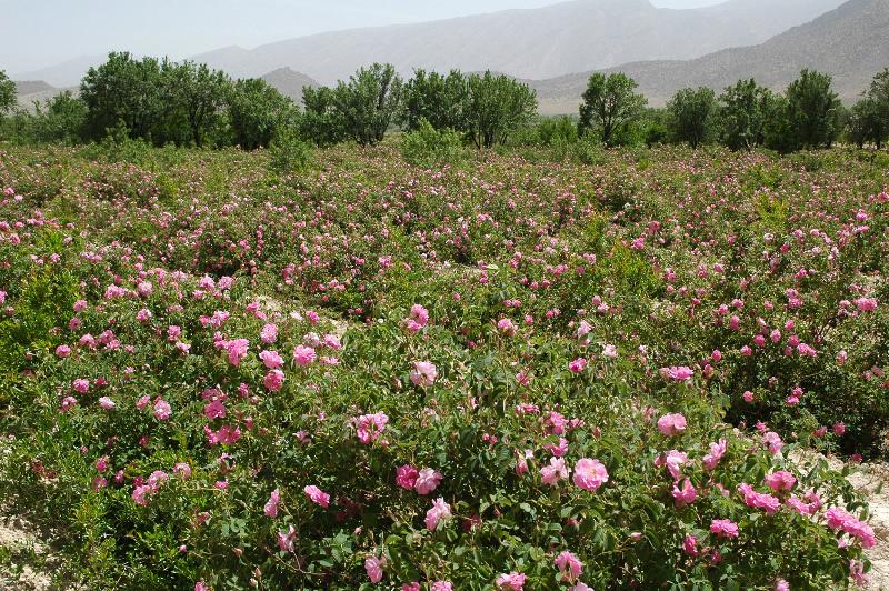 جشنواره گل محمدی در لاله زار بردسیر کرمان برگزار شد - ایرنا