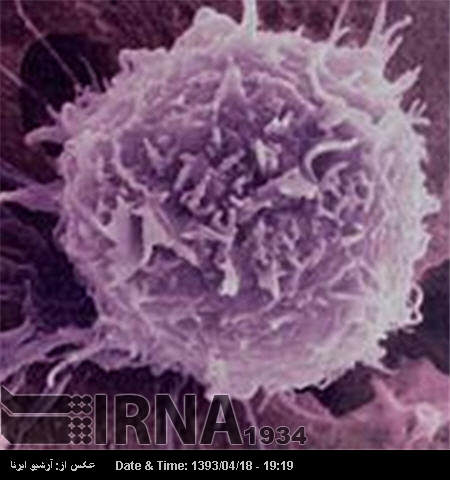 Iranian researchers use stem cell to treat skin burn Iranian researchers use stem cell to treat skin burn