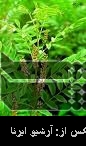 Mashhad Univ. produces weight-loss cream Mashhad Univ. produces weight-loss cream