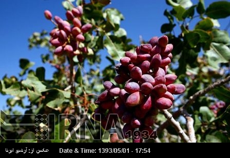 Iranians introduce method to combat pistachio psylla Iranians introduce method to combat pistachio psylla