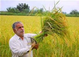 طرح سرشماری عمومی كشاورزی از پنجم مهرماه در گیلان آغاز می شود