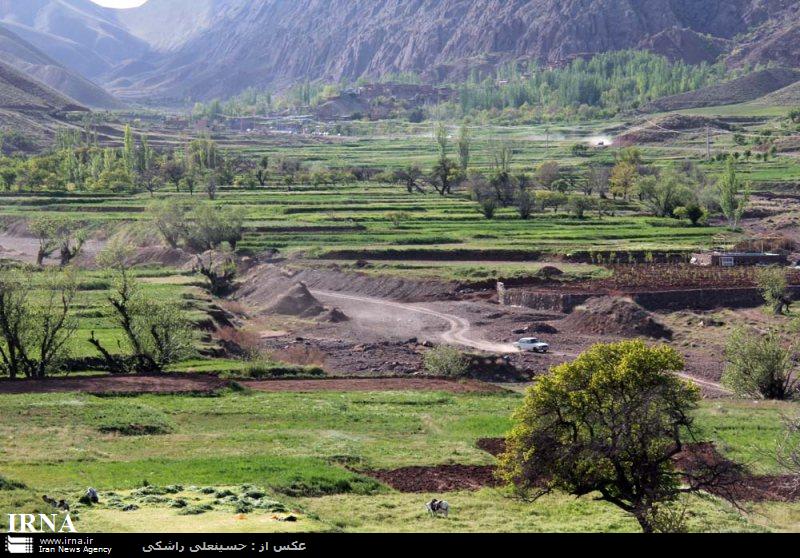 صنوبر نگين سرسبز شهرستان تربت حيدريه