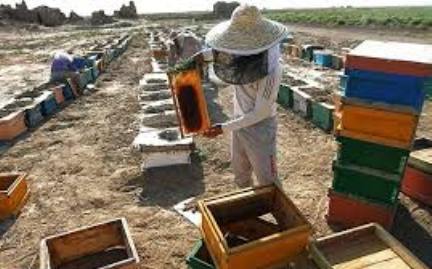 هرگونه نقل و انتقال كندوهاي زنبورعسل در همدان ممنوع شد