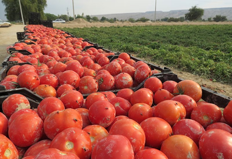 گوجه فرنگی تولیدی خراسان شمالی در حال فاسد شدن است